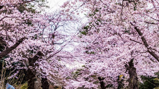 東郷寺の訪問の後、多磨霊園にも足を延ばしました。