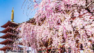 満開のシダレザクラを見に浅草寺へ行ってきました。