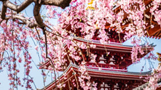 シダレザクラとのコラボ写真を狙ってみました。