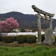 阿弥陀寺手前の春日神社のハートの桜