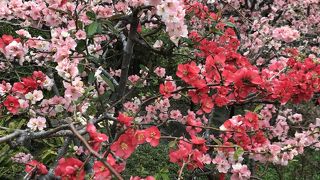 花が奇麗でした