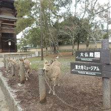 奈良公園内の東大寺南大門付近