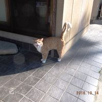 猫ちゃんに怒られる