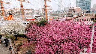 桜祭り開催中 3月30日３部咲き