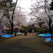 3月30日 満開です