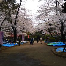 桜並木の場所取り