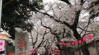 雑司が谷の鬼子母神、広明寺の桜は見頃