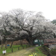 樹齢660年、国の天然記念物