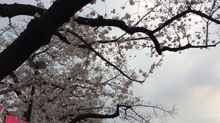 隅田川の桜祭り