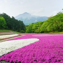 武甲山をバックに撮った芝桜の丘