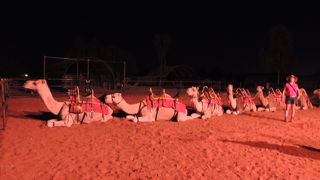 キャメルに乗ってサンライズ