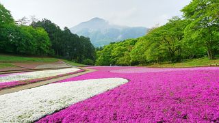 【秩父】武甲山バックの芝桜の丘がお勧め
