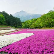 【秩父】羊山公園は芝桜の季節がお勧め