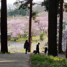 石垣山はこんな階段を登っていく。桜が満開だった。