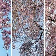 枝垂桜が満開。風に揺れてて撮影しにくかったが