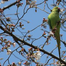 桜の花を銜えるホンセイインコ