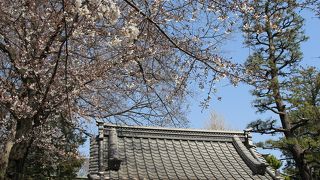 ホンセイインコが桜を食い千切っていました