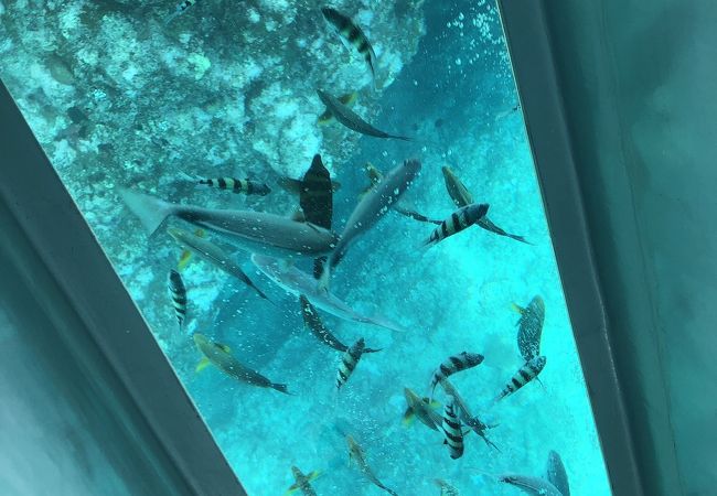 奥武島海底観光グラスボート クチコミ アクセス 営業時間 知念 玉城 八重瀬 フォートラベル