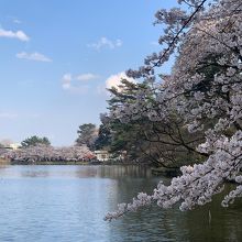 大宮公園の桜 3/31