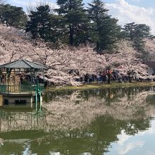 大宮公園の桜 3/31