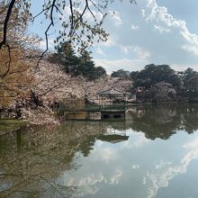 大宮公園の桜 3/31