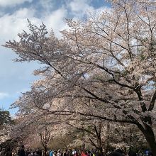 大宮公園の桜 3/31満開