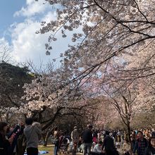 大宮公園の桜 3/31満開