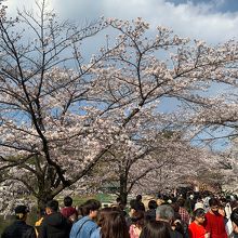 大宮公園の桜 3/31満開