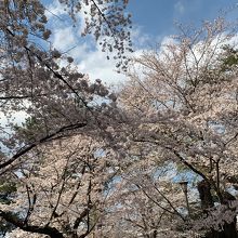 大宮公園の桜 3/31満開