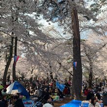 大宮公園の桜 3/31満開