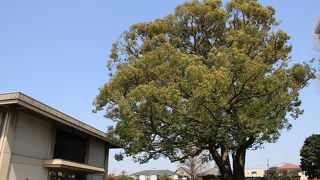 大きなクスノキがシンボル