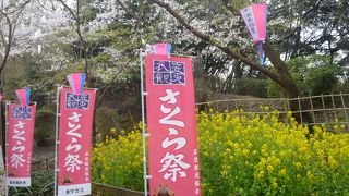`さくら祭り`の衣笠山公園