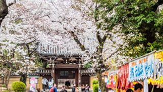 桜の名所として有名な「法明寺」へ花見に行ってきました。