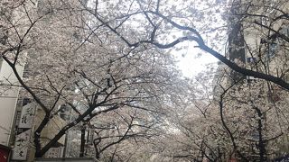 桜のトンネル