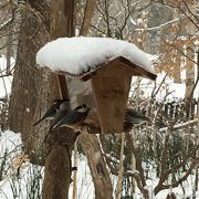 鳥がかわいい