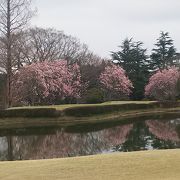 お花見ゴルフしてきました＼(^^)／