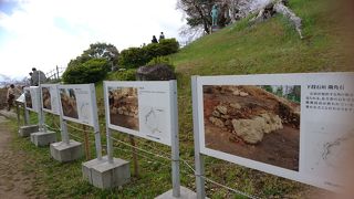 桜がキレイでした。