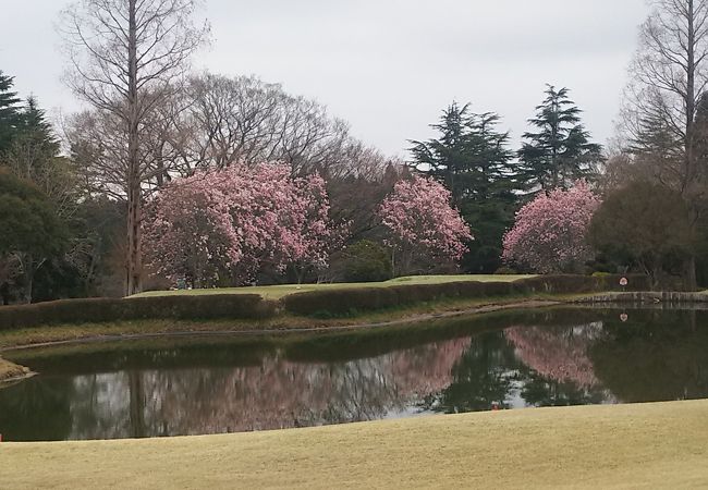 お花見ゴルフしてきました＼(^^)／