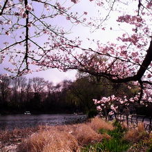 池  沿いをウォーキングしながら花見も楽しめました