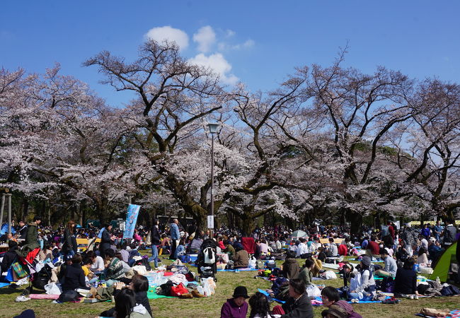 小金井桜まつり クチコミ アクセス 営業時間 国分寺 小金井 フォートラベル