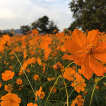 オレンジのコスモスも。