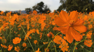 色とりどりのコスモスが広がる。