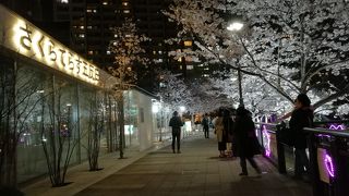 目黒川の隠れ花見スポットがこちら