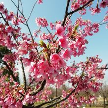 桜がきれい