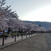 桜を見るなら平日早朝がオススメ