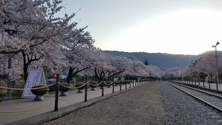 桜を見るなら平日早朝がオススメ
