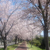 すぐ傍の洛東江河畔の桜並木の様子