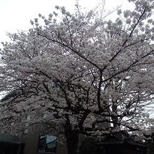 勝国寺の桜