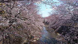 川面に伸びる桜の枝