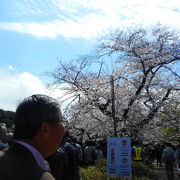 毎年、桜の季節になると